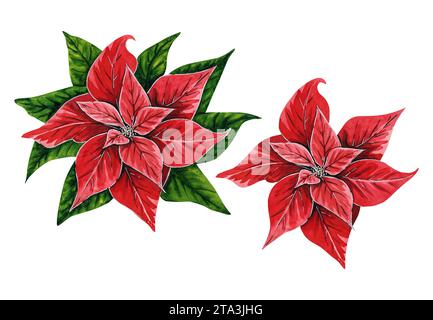 Weihnachtsblumen Weihnachtsstern, handgezeichnete Aquarellillustrationen auf weißem Hintergrund. Blumenillustration zur Weihnachtsdekoration Stockfoto