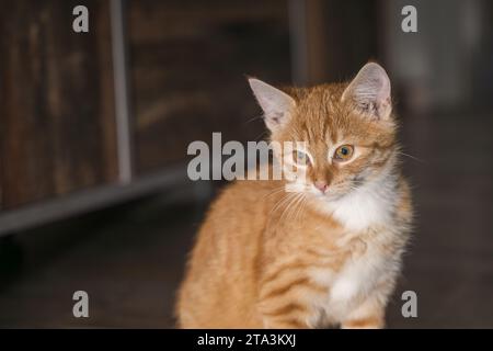 Eine kleine Katze sieht neugierig aus Stockfoto