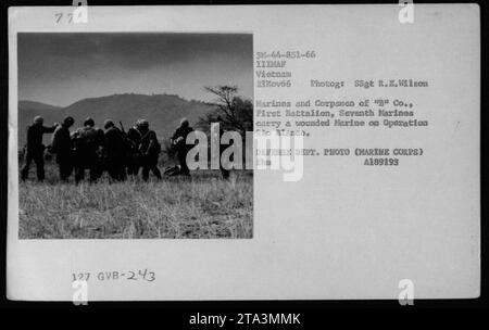 Marines und Korps von 'G Co., 1. Bataillon, 7. Marines führen am 21. November 1966 eine medizinische Evakuierung der Operation Rio Blanco in Vietnam durch. Das Foto zeigt, dass sie einen verwundeten Marine im Rahmen ihrer militärischen Aktivitäten während des Vietnamkriegs tragen. Stockfoto