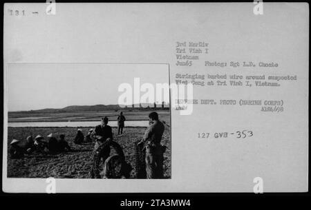 US-Marinesoldaten werden im Juni 1965 in Tri Vinh I, Vietnam, um mutmaßlichen Viet Cong herum gesträhnt. Das Bild wurde von Sgt L.D. Choate vom 3. MerDiv nh Vinh aufgenommen und ist ein offizielles Foto des Verteidigungsministeriums (Marine Corps) mit der Referenznummer A184698. Stockfoto