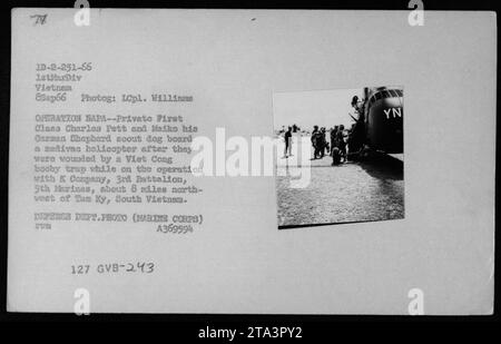 8. September 1966: Medizinische Evakuierung während der Operation NAPA. Der private First Class Charles Pett und sein Pfadfinderhund Meiko besteigen einen Zedivac-Hubschrauber, nachdem sie von einer Viet Cong-Sprengfalle verwundet wurden. Der Vorfall ereignete sich während ihrer Mission mit der K Kompanie, 3. Bataillon, 5. Marines, etwa 8 Meilen nordwestlich von Tam Ky, Südvietnam. Foto von LCpl. Williams, US Marine Corps." Stockfoto