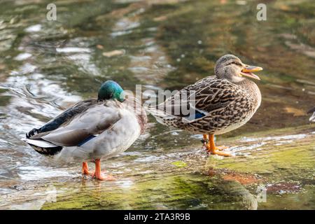 Seitenansicht von zwei Mallard Ducks am Log in Pond Stockfoto