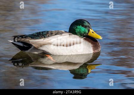 Nahaufnahme eines Fotos von männlicher Mallard-Ente, die im Teich schwimmt, autulmn. Stockfoto