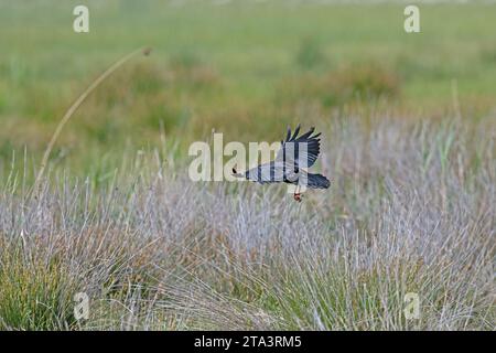 Rotschnabelkeuchen (Pyrrhocorax pyrrhocorax) fliegen durch das Gras. Stockfoto