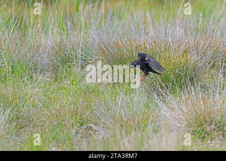 Rotschnabelkeuchen (Pyrrhocorax pyrrhocorax) fliegen durch das Gras. Stockfoto