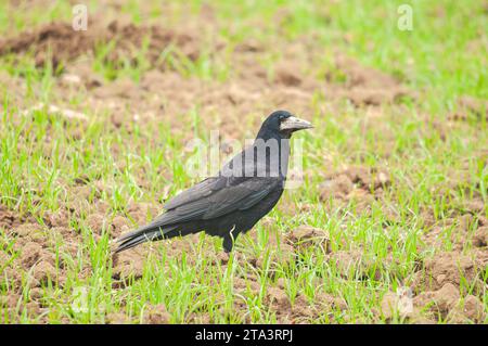 Ein Rook (Corvus frugilegus), der auf einem Weizenfeld steht. Stockfoto