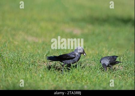 Westliche Jackdaw (Coloeus monedula), die sich von Müll ernährt. Stockfoto