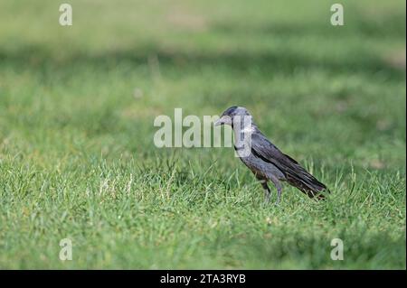 Westjakdaw (Coloeus monedula) steht im Gras. Stockfoto