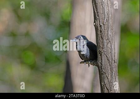 Westlicher Jackdaw (Coloeus monedula), der auf dem Zweig steht. Stockfoto