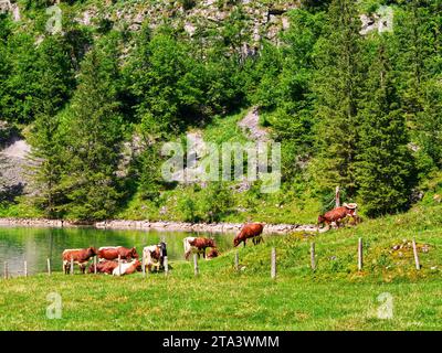 Kühe, die in der Nähe des Seeufers ruhen Stockfoto