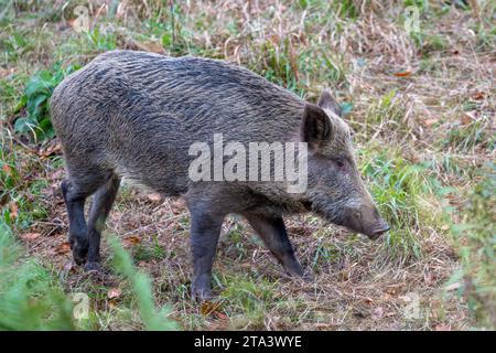 Wildschwein im Forest of Dean Stockfoto