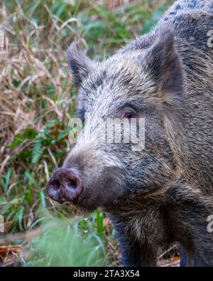 Wildschwein im Forest of Dean Stockfoto