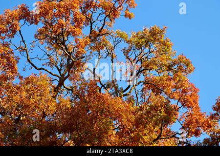 Farbenfroher Baum in Lakewood, Ohio im Herbst 2023 Stockfoto