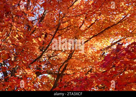 Farbenfroher Baum in Lakewood, Ohio im Herbst 2023 Stockfoto