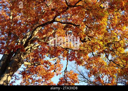 Farbenfroher Baum in Lakewood, Ohio im Herbst 2023 Stockfoto