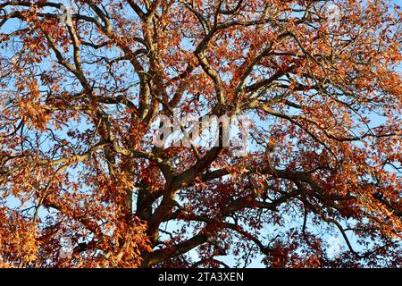 Farbenfroher Baum in Lakewood, Ohio im Herbst 2023 Stockfoto