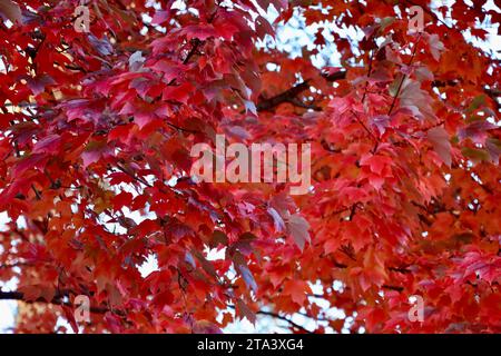 Farbenfroher Baum in Lakewood, Ohio im Herbst 2023 Stockfoto