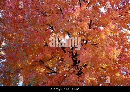 Farbenfroher Baum in Lakewood, Ohio im Herbst 2023 Stockfoto