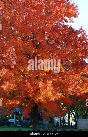 Farbenfroher Baum in Lakewood, Ohio im Herbst 2023 Stockfoto