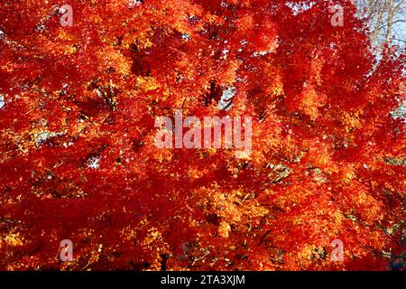 Farbenfroher Baum in Lakewood, Ohio im Herbst 2023 Stockfoto