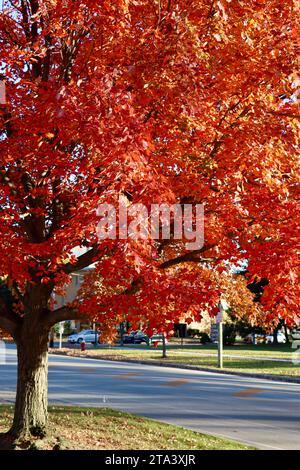 Farbenfroher Baum in Lakewood, Ohio im Herbst 2023 Stockfoto