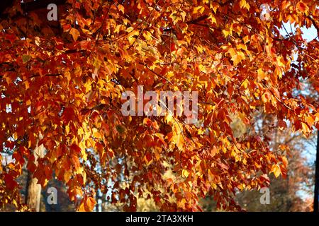 Farbenfroher Baum in Lakewood, Ohio im Herbst 2023 Stockfoto