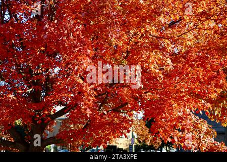 Farbenfroher Baum in Lakewood, Ohio im Herbst 2023 Stockfoto