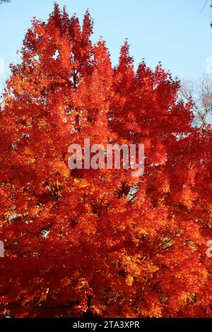 Farbenfroher Baum in Lakewood, Ohio im Herbst 2023 Stockfoto