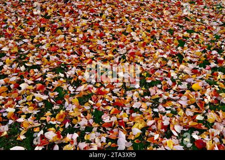 Gefallene Herbstlaub auf dem Rasen Stockfoto