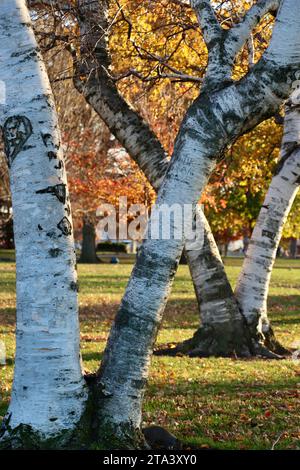 Birkenbäume im Lakewood Park, Lakewood, Ohio im Herbst 2023 Stockfoto