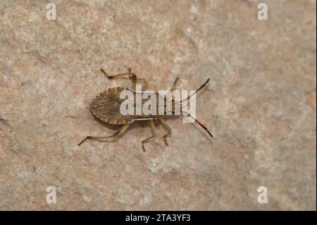 Natürliche detaillierte dorsale Nahaufnahme ein brauner Squashbug Ceraleptus lividus, der auf einem Stein sitzt Stockfoto