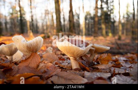 Clitocybe nebularis oder getrübte Agarpilze im Herbstwald, buntes Laub und Bäume, essbarer Pilz mit Wasser in der Kappe Stockfoto