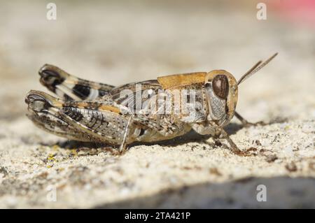 Natürliche detaillierte Nahaufnahme auf einer kurzen, gehörnten mediterranen Heuschrecke Calliptamus barbarus, die auf einem Stein sitzt Stockfoto