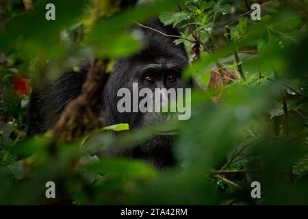 Östlicher Gorilla – Gorilla beringei gefährdete den größten lebenden Primaten, Tieflandgorillas oder Grauer Gorillas (graueri) im grünen Regenwald Stockfoto