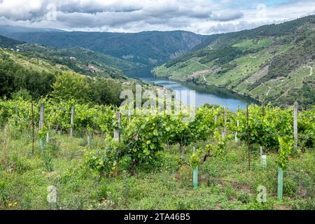 Weinberge in der Schlucht des Flusses Sil. Ribeira Sacra. Spanien Stockfoto