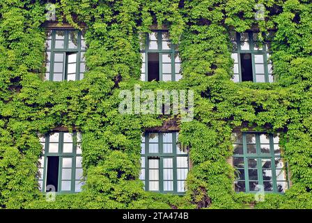 Gebäude mit kletterpflanze Pflanzen, Efeu wächst an der Wand. Ökologie und Grünes Wohnen in der Stadt, städtische Umwelt Konzept. Stockfoto