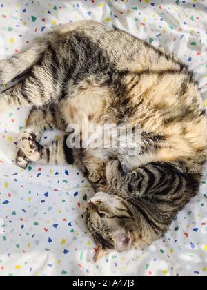 Tabby-Katze liegt auf einer mehrfarbigen Decke Stockfoto