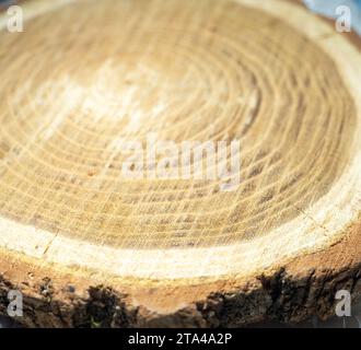 Frischer Schnitt eines Baumes. Jahresringe auf Holz. Ein rundes Stück Holz. Hintergrund aus Holz im Inneren Stockfoto