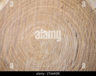 Frischer Schnitt eines Baumes. Jahresringe auf Holz. Ein rundes Stück Holz. Hintergrund aus Holz im Inneren Stockfoto