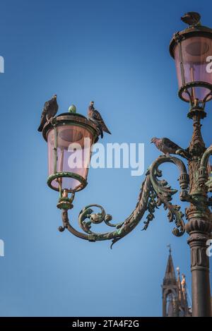 Bezaubernde Vögel auf Lampenpfosten in Venedig, Italien - einfache und ruhige Stadtszene Stockfoto