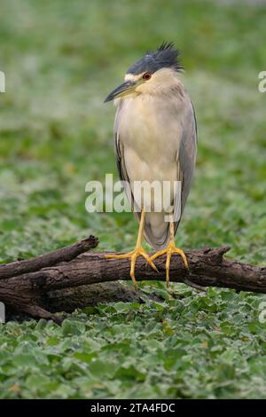 Ein schwarz gekrönter Nachtreiher am Lake Apopka, Florida, USA Stockfoto