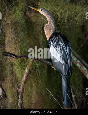 Eine Anhinga in einem Sumpfgebiet in Florida Stockfoto