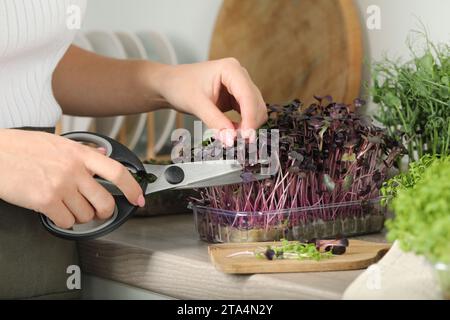 Frau mit einer Schere schneidet frisches Rettich-Mikrogrün auf der Arbeitsplatte in der Küche, Nahaufnahme Stockfoto