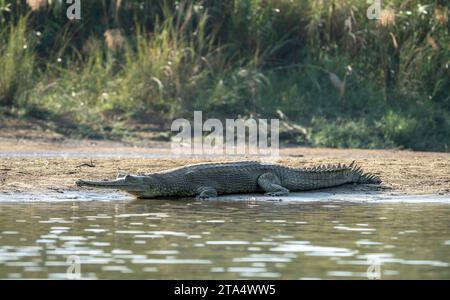 Ein Ggharial-Krokodil am Flussufer des Rapti River im Chitwan National Park in Nepal. Stockfoto