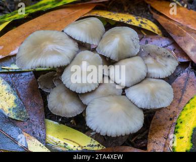 Candolleomyces Pilze. El Corte de Madera Creek Preserve, San Mateo County, Kalifornien. Stockfoto