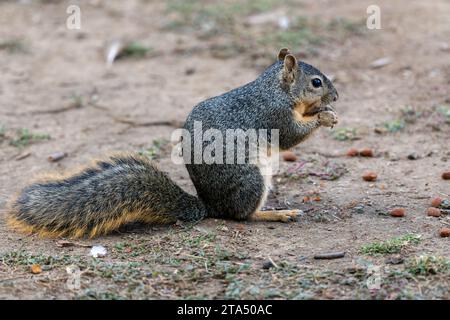 Fox Eichhörnchen (Sciurus niger) isst Mandeln im Balboa Park, Kalifornien Stockfoto