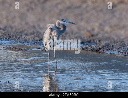 Großer Blaureiher (Ardea herodias) in Malibu Lagoon Kalifornien USA Stockfoto