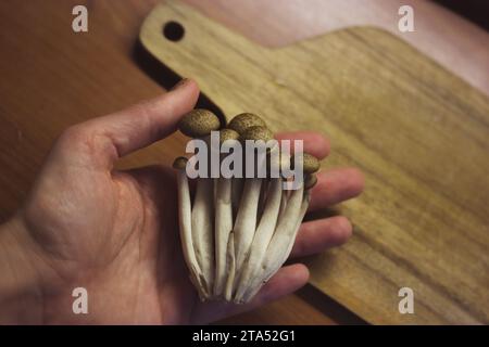 Braune Shimiji Shimeji-Pilze in der Hand, hölzernes Küchenbrett. Hypsizygus tessulatus Stockfoto