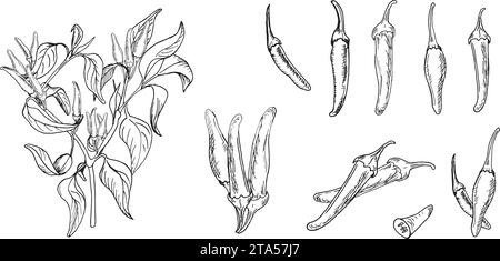 Bush der roten Tabasco Pfeffer Vektor Illustration isoliert auf weißem Hintergrund. Handgezeichnete Tinte scharfer Pfeffer. Schwarze weiße Grafik mit heißem Pfeffer. Cayenne-Plan Stock Vektor