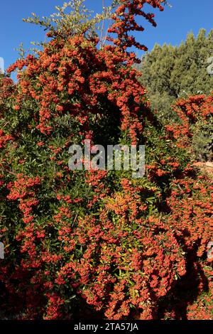 Pyracantha Orange Rote Beeren Und Nadel Wie Dornen, Feuerdorn. Immergrüner Sträucher In Der Landschaft, Blauer Himmel Auf Hintergrund. Familie Der Rosaceae. Anlage Stockfoto